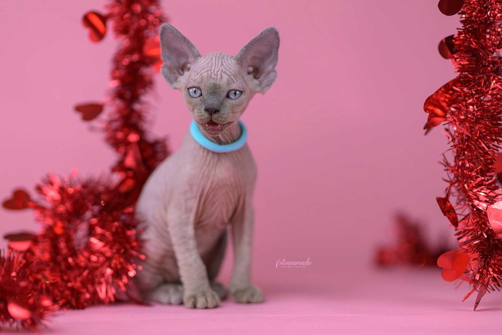 Kocurek niebieski point Drx