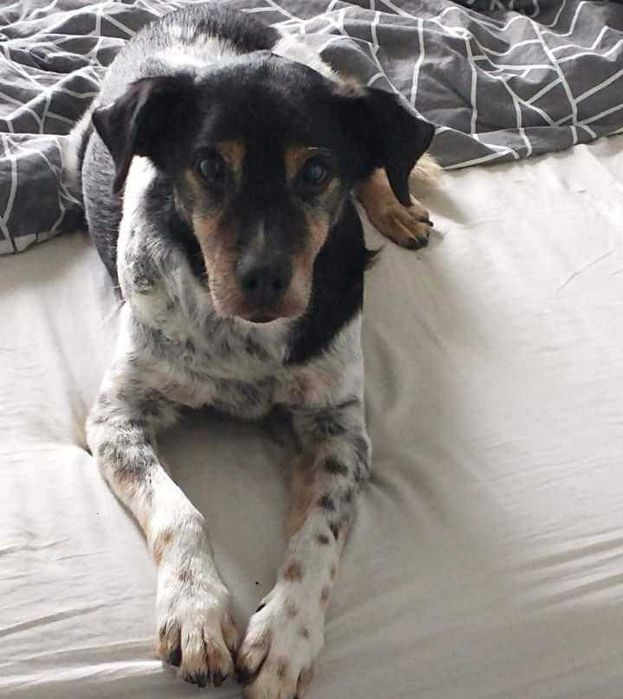 Piesek szuka domku..