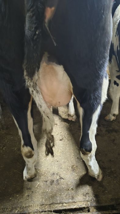 Jałówka wysokocielna na marzec maj