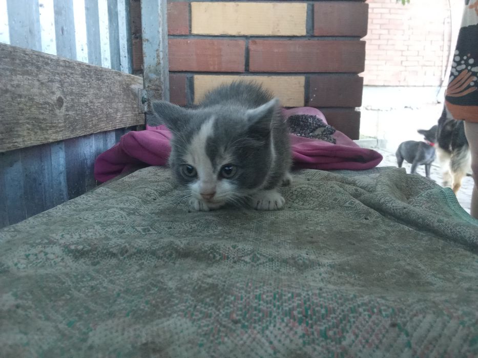 Віддам в добрі руки 2 кошенят