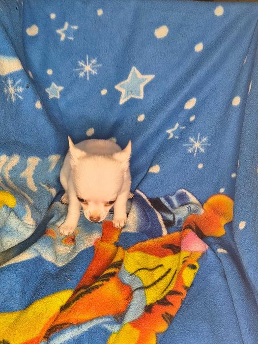 Mały Piesek Chiahahuaha