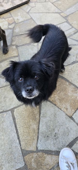 Do adopcji malutki piesek