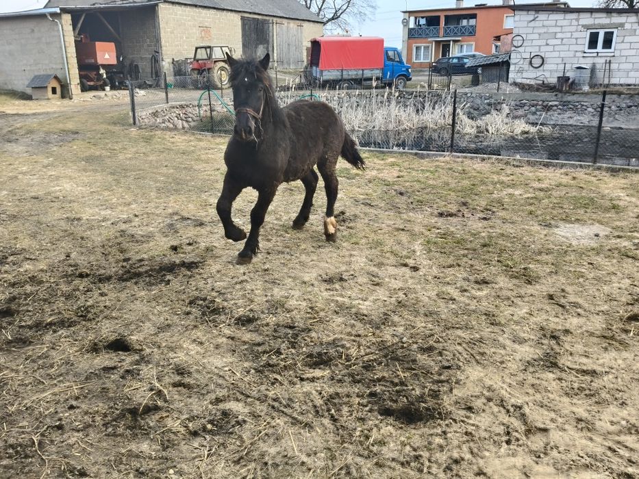 Koń klacz klaczka źrebak zamiana