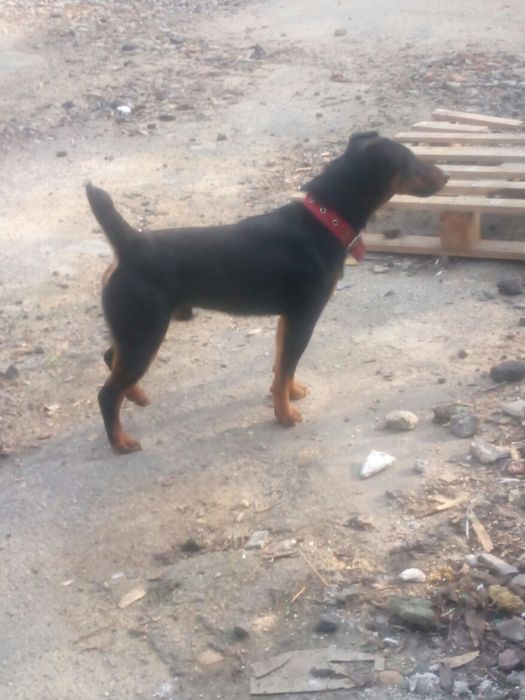 Ягдтерьер.Для вязки.