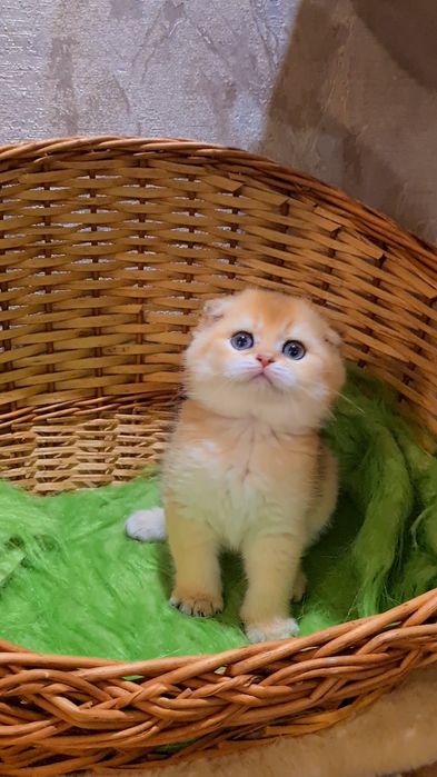 Нереально красивый золотая шиншилла