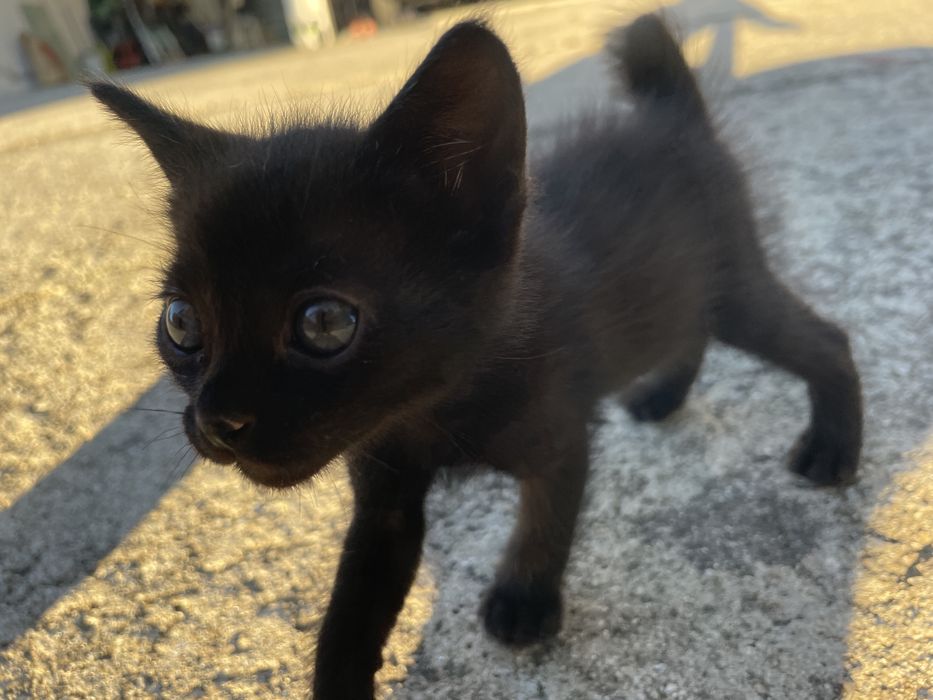 Oferta de gatinhas para adoção