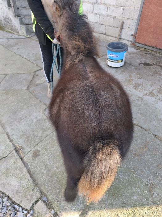 Ogierek Kucyk NIUTEK