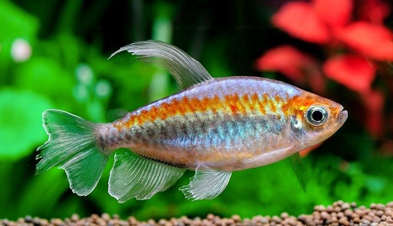 GB Świecik Kongijski