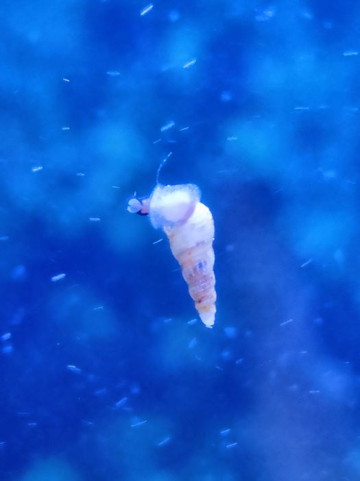 Ślimaki akwariowe świderki