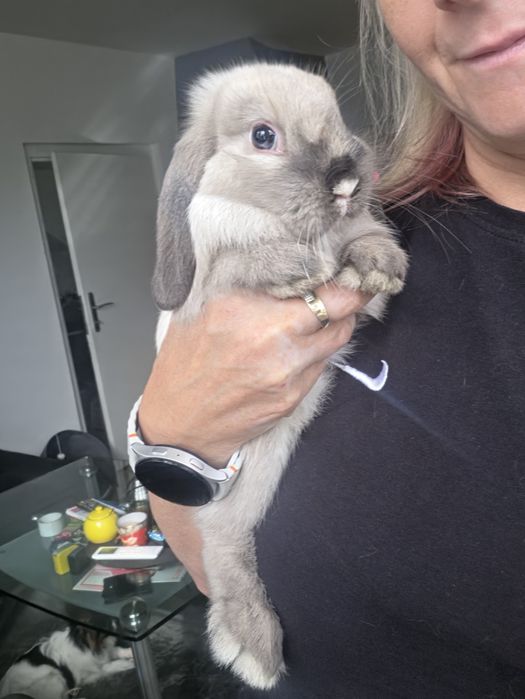 Króliczki Mini lop hodowla zarezerwowana