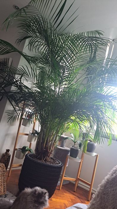 Palmeira interior 2,5m altura