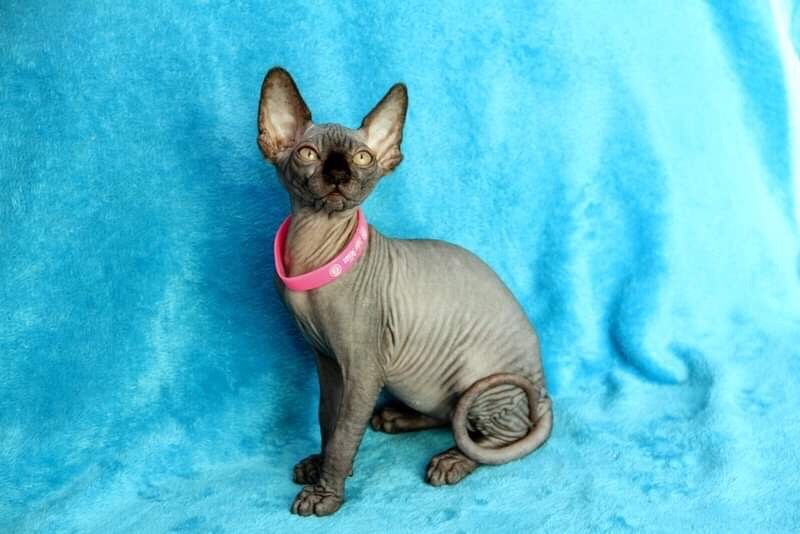 счастье это сфинкс