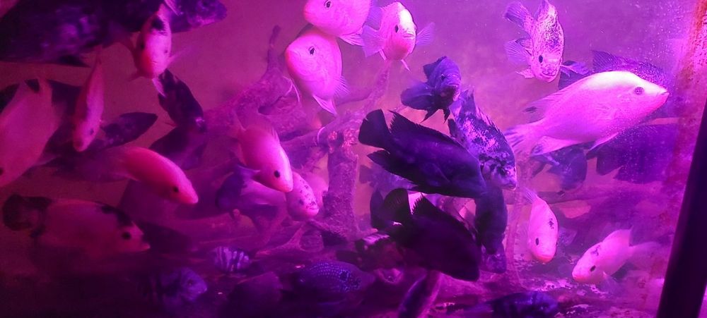 Продам аквариумных рыб