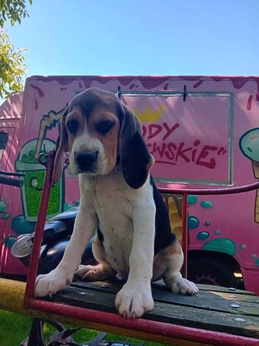 Sprzedam szczeniak Beagle