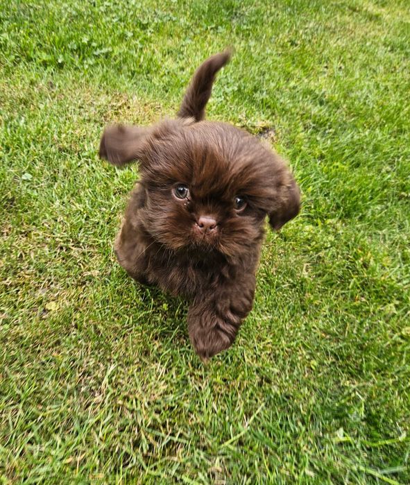 Shih Tzu suczka szczeniaczek z rodowodem