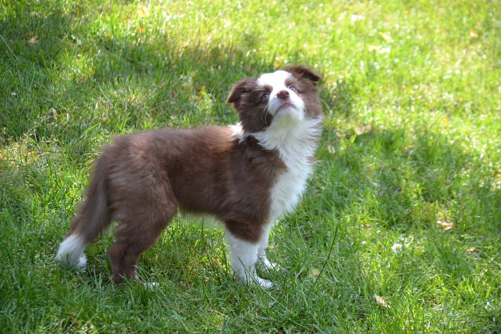 Border Collie suczka