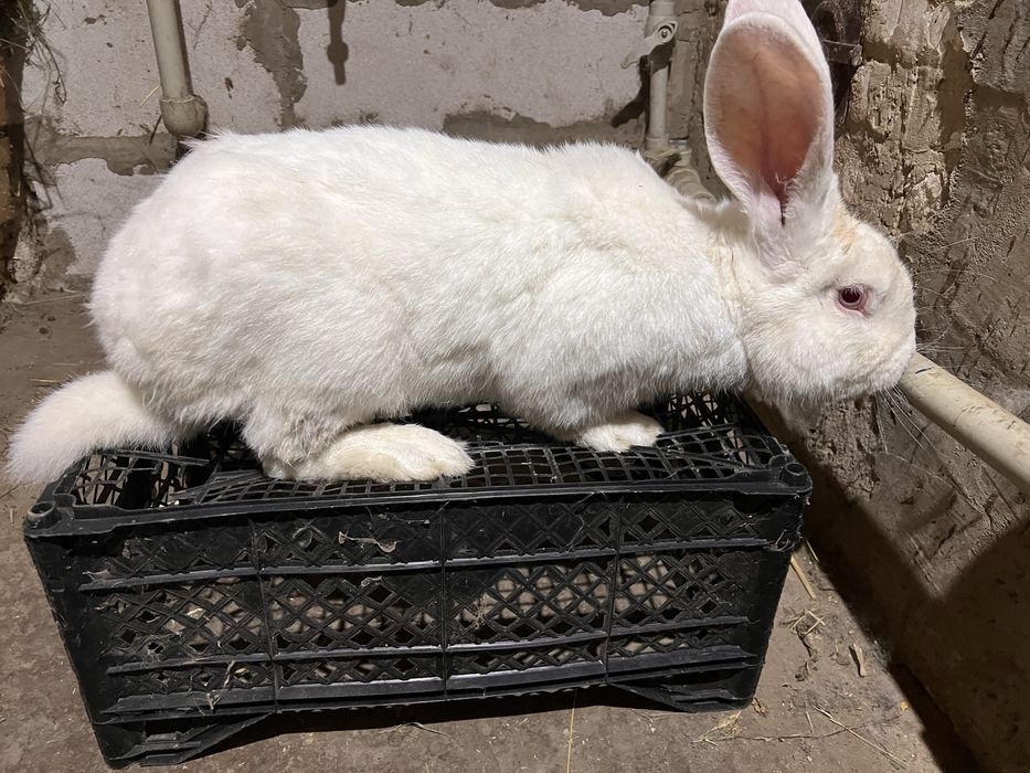 Продавм кроля на племя