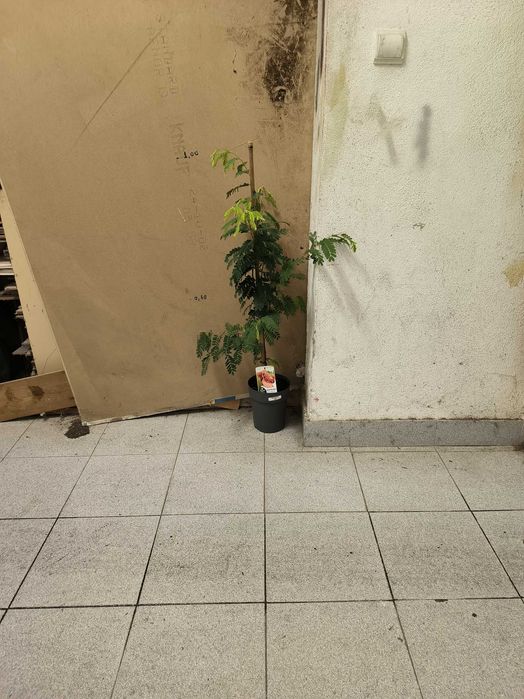 Frutas Tropicais Exoticas