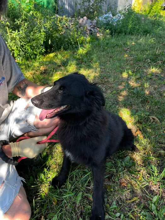 дівчинка Ночка шукає родину
