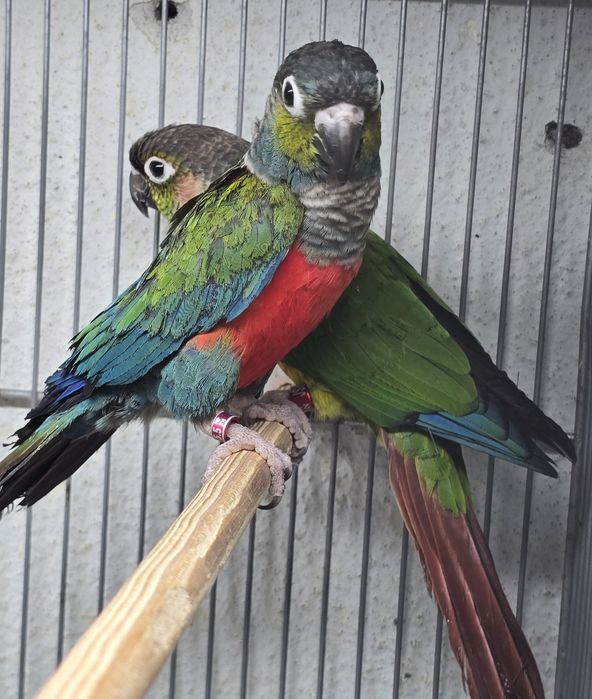 Pyrrhuras lindíssima