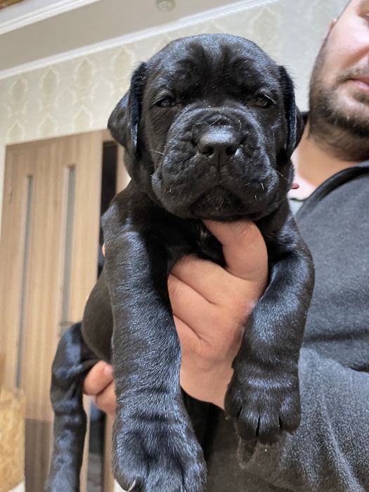 Чорна дівчинка_Куркума