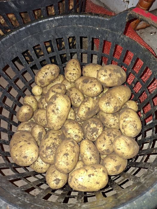 Ziemniaki jadalne vineta, queen anne, jelly