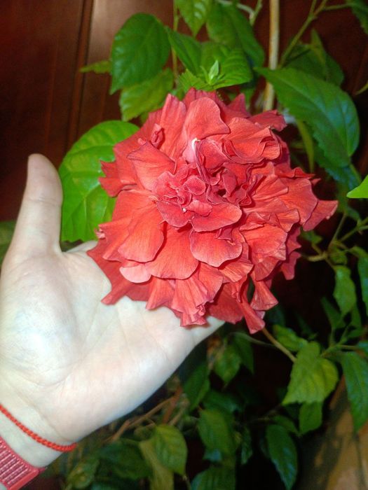 Гібіскус кімнатний, молочай біложилковий, хлорофітум чубатий.