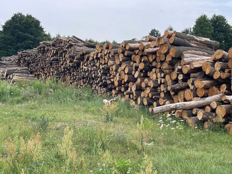 SUCHE Drewno kominkowe opałowe Łęczyca Witonia Daszyna Leźnica Sierpów