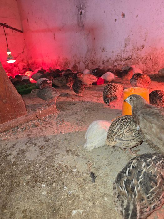 Codornizes gigantes multicolor a iniciar postura