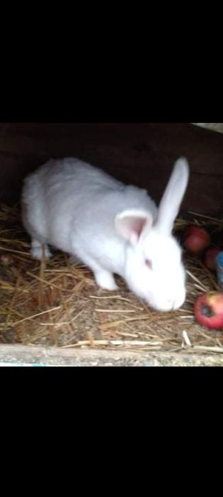 Sprzedam królika samice