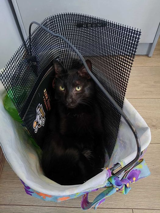 Adoptuj Sigmę – nuda w domu gwarantowanie zniknie!
