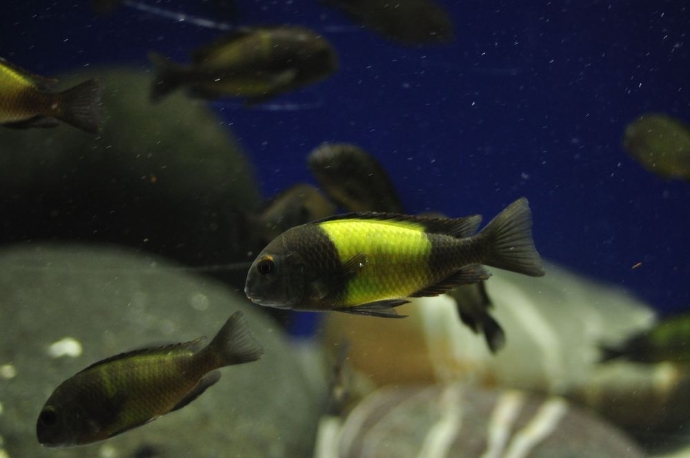 Tropheus Ikola f1, ciclideos africanos, Tanganyika