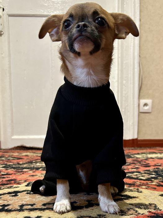 Комбенизон для собак та котів