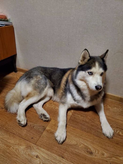 Хаскі безкоштовно в добрі руки