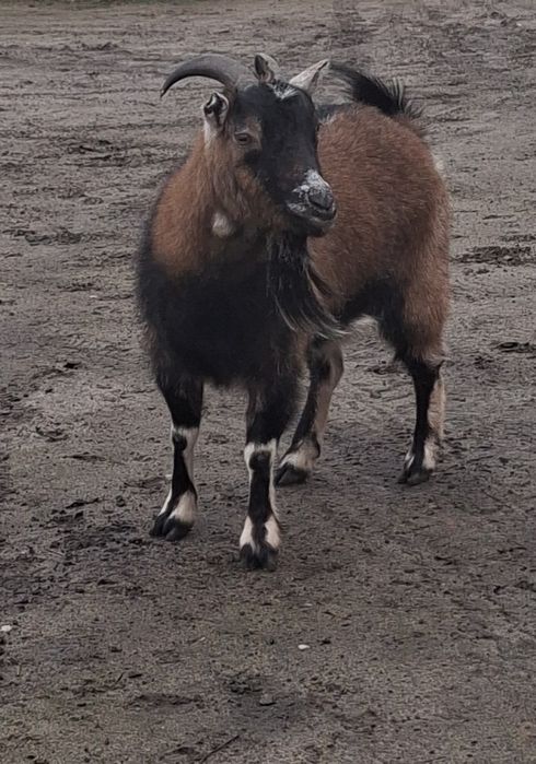 Sprzedam koze miniaturkę