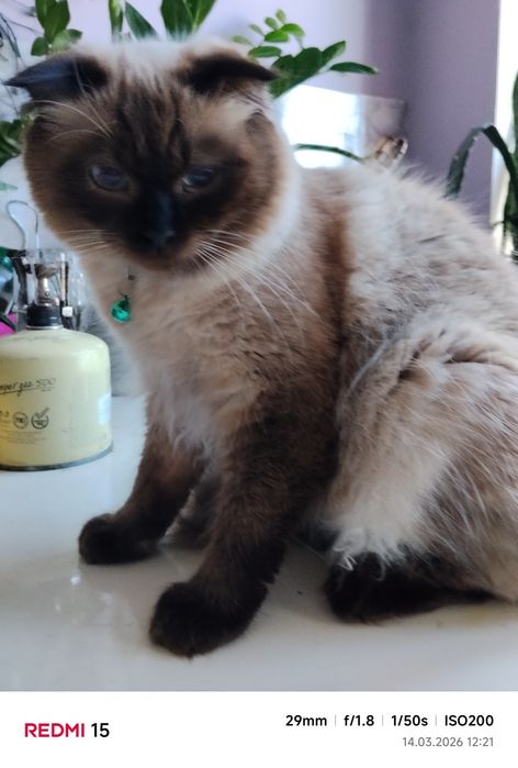 Британський висловухий котик