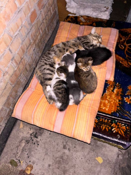 Кошеня в добрі руки