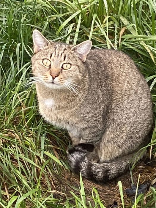Kotka Ważka do adopcji dla cierpliwych ludzi!