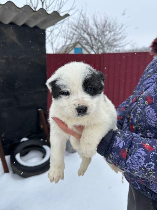 Продам цуценята Алабая