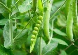 Groch siewny, łuskowy,  cukrowy, cert ekologiczny