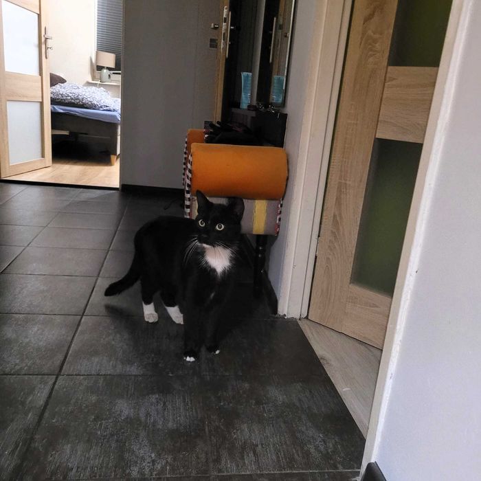 Przyjazny kot Lordzik do adopcji