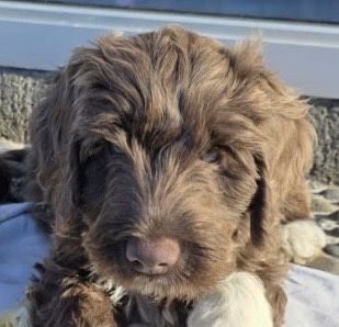 Cao de água português