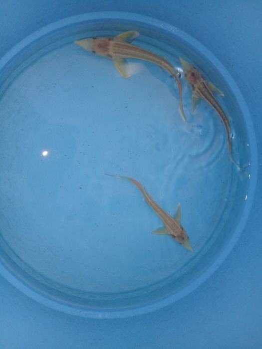 Esturjão albino 20/25cm