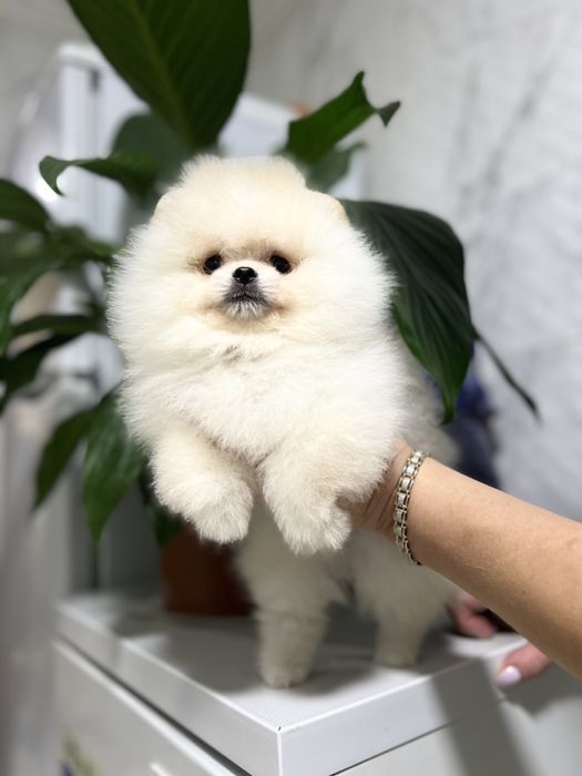 Куколный Мальчик