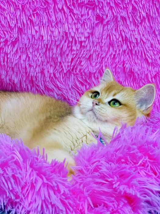 Британська золота шиншилла