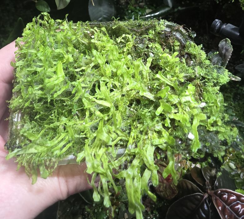 Rośliny tropikalne do terrarium, paludarium, pnącza, mchy i wątrobowce