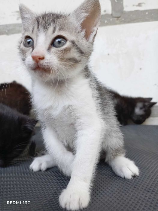 Віддаю в добрі руки дуже ввічливих і вихованих кошенят