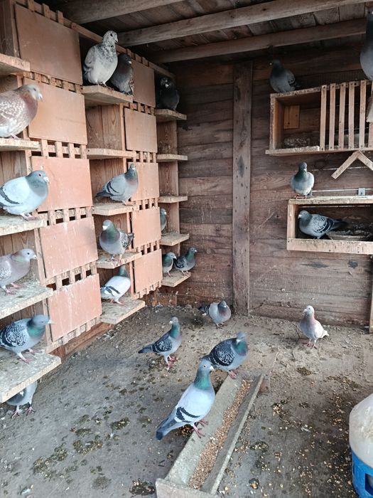 Zamienię pocztowe na ozdobne