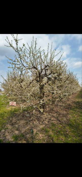Sprzedam Sad Czereśniowy