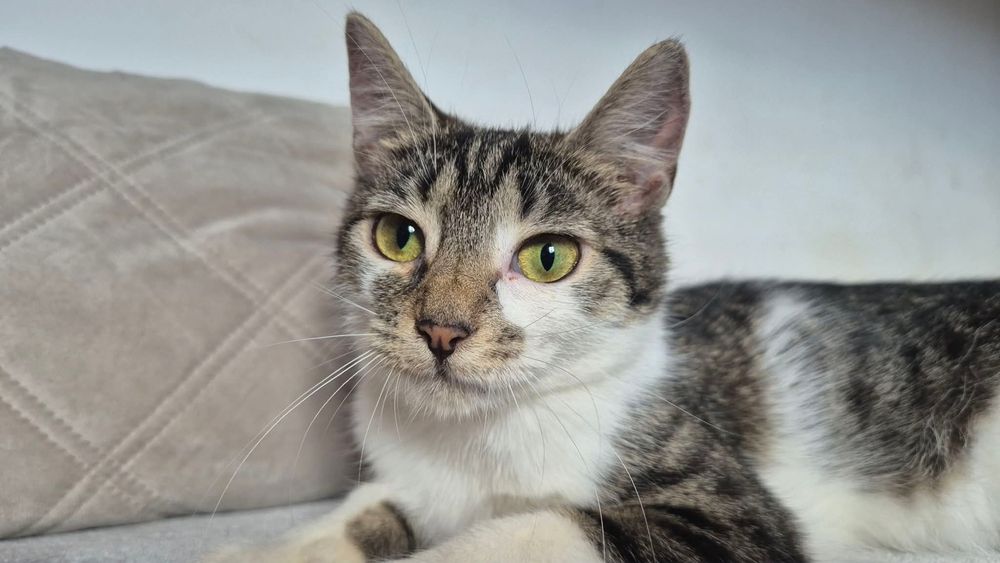 Kokoska do adopcji